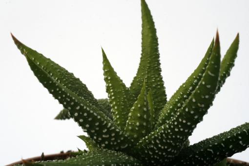 Haworthia attenuata Enon 