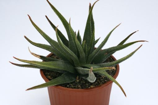 Haworthia attenuata v. radula % 