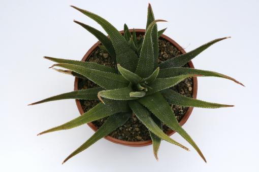 Haworthia attenuata v. radula % 