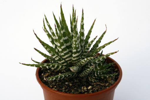 Haworthia attenuata Wide Zebra 