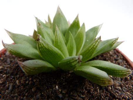 Haworthia bilineata 