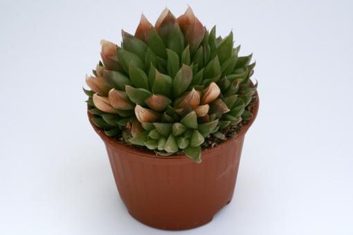 Haworthia bilineata 