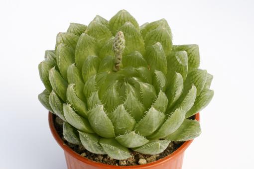 Haworthia cooperi 