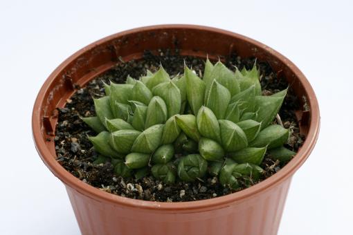 Haworthia cymbifolia v. alba 