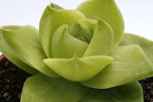 Haworthia cymbiformis IB605 Grahamstown, RSA 