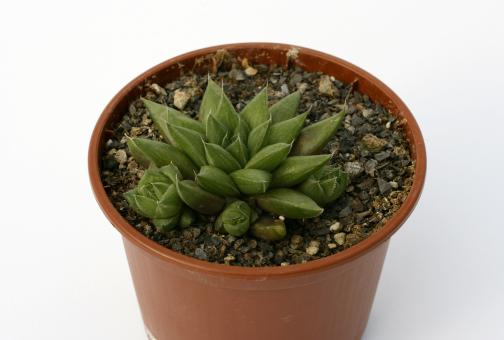 Haworthia cymbiformis v. reddii 