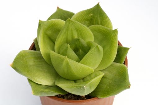 Haworthia cymbiformis Rose 