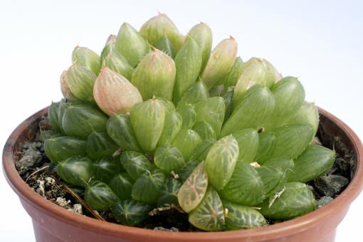 Haworthia cymbiformis v. transiens EVJ15927 Grootriverpoort, Eastern Cape, RSA 