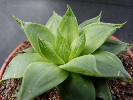 Haworthia cymbiformis v. transiens EVJ15927 Grootriverpoort, Eastern Cape, RSA 