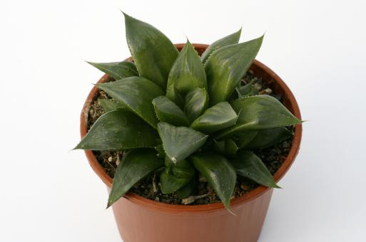 Haworthia fouchii 