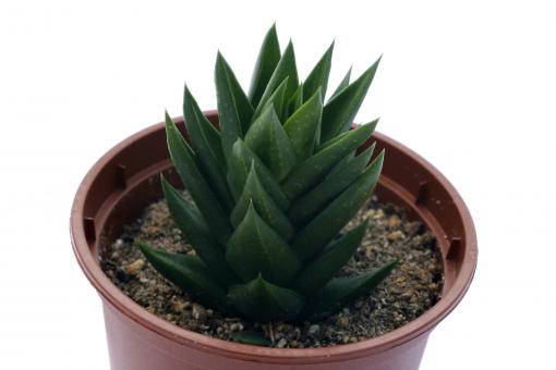 Haworthia glauca v. armstrongii 