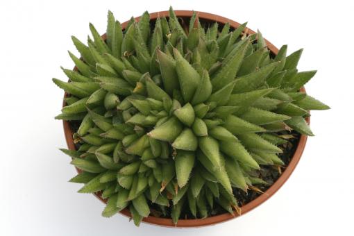 Haworthia globosifolia 