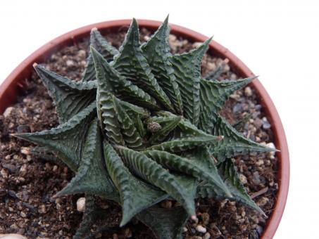 Haworthia limifolia 