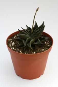 Haworthia limifolia 