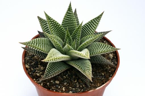 Haworthia limifolia v. striata Spider White 