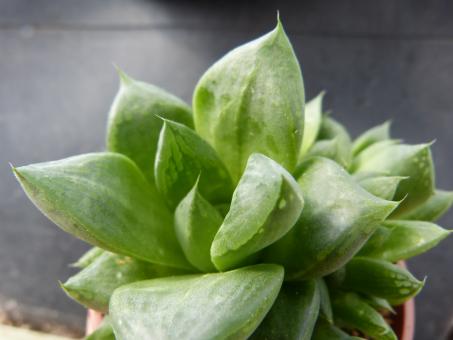 Haworthia maughanii 