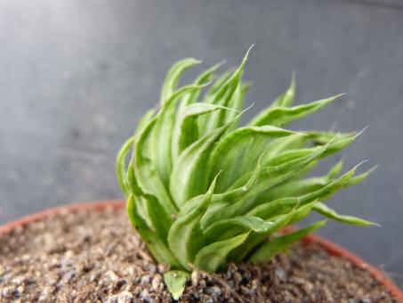 Haworthia marumiana Graaf Reinet, RSA 