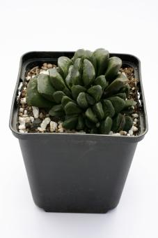 Haworthia maughanii X truncata 