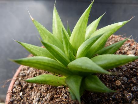 Haworthia monticola 