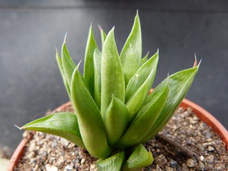 Haworthia retusa 