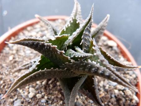 Haworthia venosa 