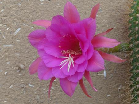 Hildewintera Humkes Orkan 