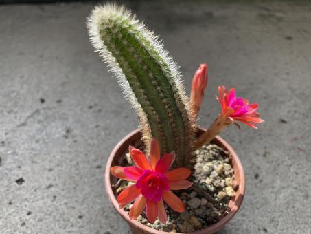 Hildewintera Pink Nooit 