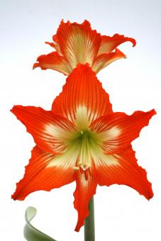 Hippeastrum blossfeldiae 