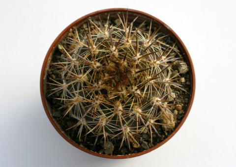 Horridocactus albicans n. n. 