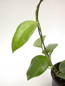 Hoya aldrichii IML1418 
