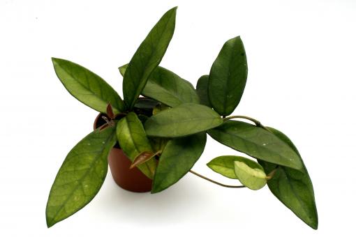 Hoya arnottiana IPPS8331 