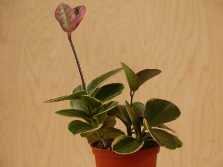 Hoya australis Blondie 