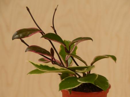 Hoya australis Flamingo Dreams 