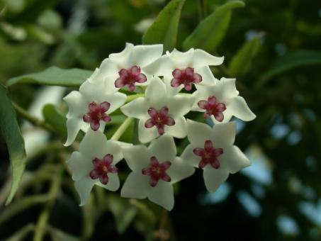 Hoya belladonna 