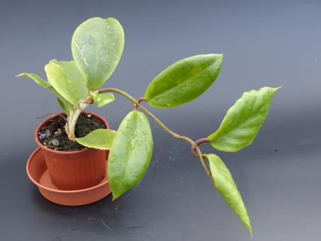 Hoya bicolor 
