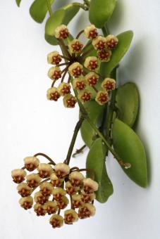 Hoya bilobata cf. 