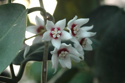Hoya calycina IPPS0229 