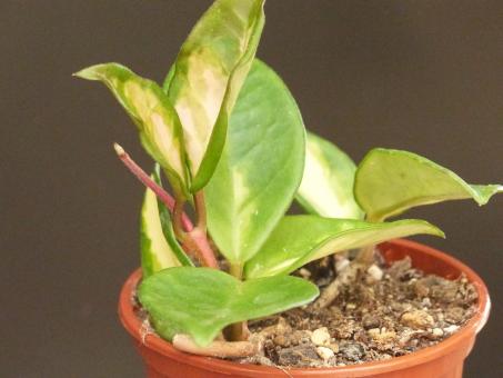 Hoya carnosa Tricolor 
