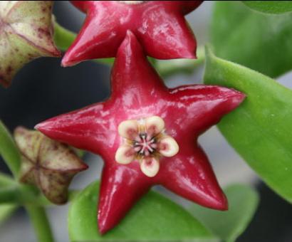 Hoya coronaria red flower $ 