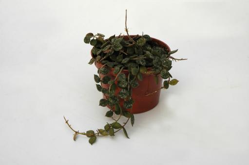 Hoya curtisii IPPS1779 