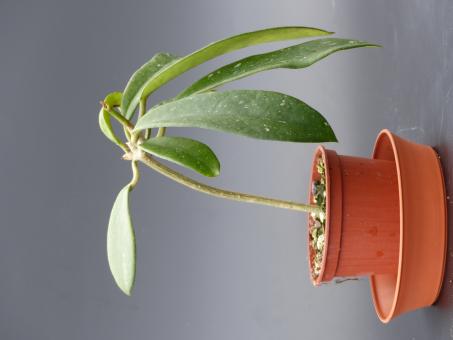 Hoya gonoloboides 