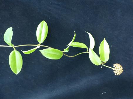 Hoya incrassata IML187 Philippines 