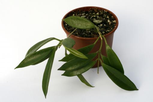Hoya longifolia IPPS0143 