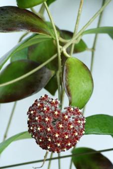 Hoya mindorensis ssp. superba IML768 Philippines 