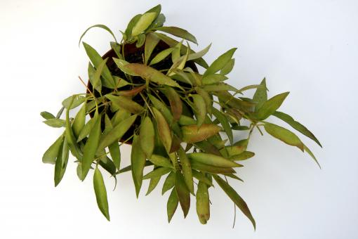 Hoya odetteae 