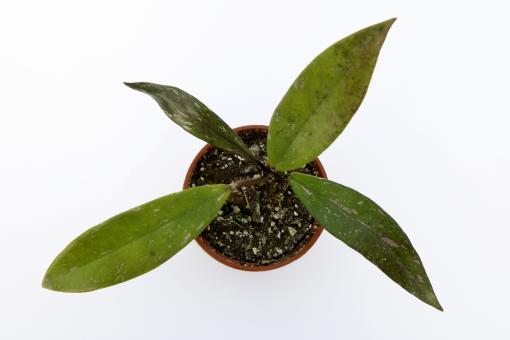 Hoya pubicalyx Royal Hawaiian Purple IML56 