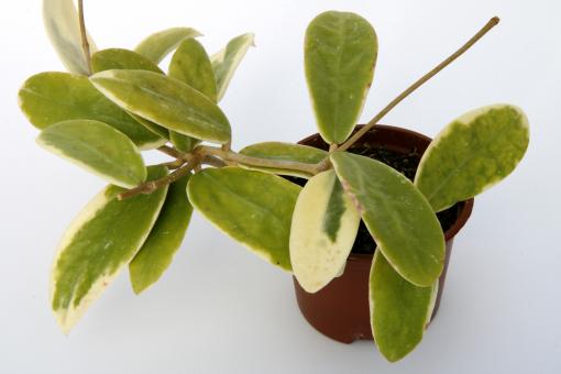 Hoya verticillata f. albomarginata 