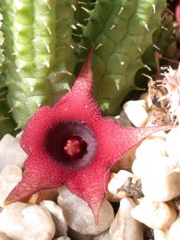 Huernia schneideriana Hybr. 