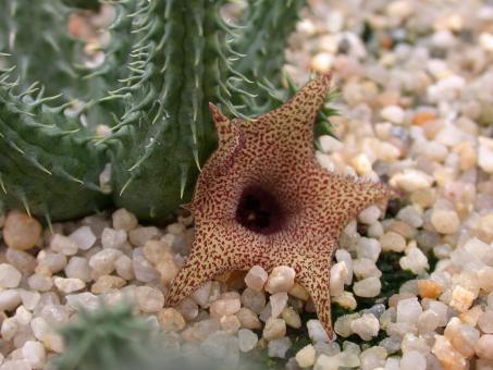 Huernia x distincta Karoo, RSA 
