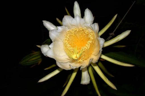 Hylocereus undatus es. 